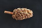 Magnolia Pine Cones - Stunning Magnolia Seed Pods  Great For Decorating  Crafts