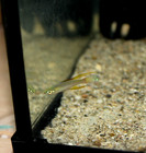 6 Threadfin Rainbowfish Tank Bred  High Quality Live Aquarium Fish