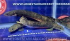 Mokele-mbembe Bichir   Polypterus Mokolembembe - Live Aquarium Fish