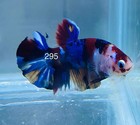 Betta Nemo Koi Male Multi Live Fish Usa High Quality  295