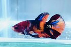 Betta Nemo Koi Male Multi Live Fish Usa High Quality  291