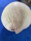 Big White Very Rare Conch Shell  Size 30 Cm 