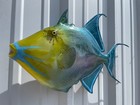 24  Queen Triggerfish Two Sided Fish Mount Replica - In Stock   Ready To Ship