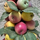 Artificial Apple Topiary Tree Pot 18in Multicolor Country Farmhouse Fruit Decor