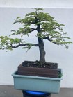 Tamarindus Indica Actual Bonsai Tree   Real Picture   Equipped Phytosanitary