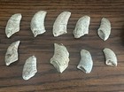 Fossils Lower Ordovician Age Ceratopia Unguis  Gastropods Qty-10 Plus 1 Matrix 