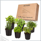 Aromatic Edible Herb Assortment  6 Plants Per Pack