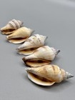 Canarium Urceus  linnaeus  1758  5 Different Unique Color Variants Vintage 45mm