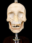Rinn Dxttr Natural Skull Dental Phantom X-ray Training Head W  Custom Wood Base
