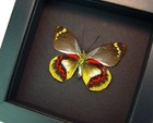 Delias Joiceyi Rare Australian Butterfly Real Framed Taxidermy Display