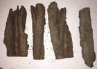 16 95 Lbs Of Cottonwood Bark For Carving Mn River Valley Over 2 0  Thick   Dry