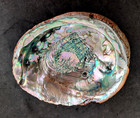 Large Red Abalone Shell 8 1 2 X 6 5 8  From Morro Bay  Ca Cannery