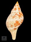 Fasciolaria Bittneri Petuch   Berschauer  2023     116 1 Mm