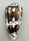 Conus Striatus Roseoccidentalis 57 12mm Exceptional Vibrant Color Cone Shell