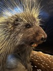 Small Animal Porcupine Taxidermy Standing Mount Display On Base 28x13 Tall