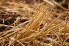 Straw Bedding For Rabbits  Guinea Pig  Chinchilla  Goat  Horse Many Sizes
