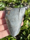 Natural Beautiful 2 85    Megalodon Tooth Fossil Shark Teeth