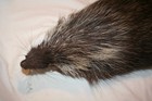 Vtg Rare Genuine Porcupine Hide Taxidermy Tanned Claws On Fur Quills Pelt Nice