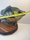 11 Inch Bluegill Mount  Cabin Or Office Decor