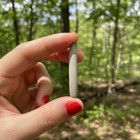 Sea Urchin Spines Fossil  radioles      Echinoids Morocco Gift Kids  5 Pieces Nice