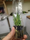 6 Pots Dwarf Sagittaria Plants Easy Aquarium Aquascaping Planted Tank Low Light 