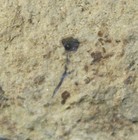 Cooksonia Cambrensis  -  Oldest Silurian Fossil Land Plant With Sporangium