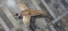 Flying Male Ringneck Pheasant Taxidermy Pheasant