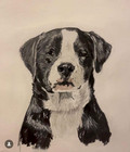    custom     Hand Painted Pet Portrait