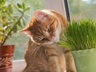 Organic Cat Grass Seeds     Natural Seed Blend For Cats   Fast Growing   Free Ship