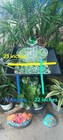 Garden Pond With Live Fish