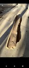 Petrified Log Pine