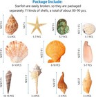 Sea Shells - Beach Mixed Seashells - Various Size Up To 2  Natural Sea Shells Fo