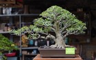 Big Sale - White Sandpaper Ficus Bonsai A001 -  Unique Specimen - Real Picture