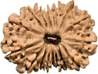 Natural Original Rudraksh Nepali Rudraksha 16 Mukhi From Nepal  27 06mm 3 37 Gms