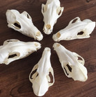 5pcs Real Fox Skull Taxidermy Real Bone Skeleton Halloween Decoration Gift