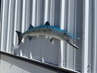 53  Barracuda Half Mount Fish Replica - In Stock   Ready To Ship
