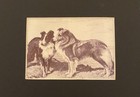 Shetland Sheepdog Matted   Framed   Ready To Gift - 1986 Vintage Dog Art Print