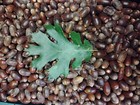 Acorns Fresh 2025 Black Oak 10 Lbs