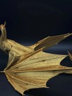 3d Printed Dragon Model Figure Fantasy Creature Statue Collectible Home Decor