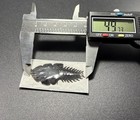 Platerodrilus 1 Tribolite Beetle Mounted Insect  indonesia  Xxl