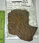 Late Cretaceous Fossil Palm Frond - From Hell Creek Formation  Glendive  Montana