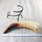 1 Polished Cow Horn With Stand  1955    Natural Colored