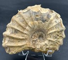 Rare 4 25    Texas Fossil Woodbine Ammonite conlinoceras Tarrantense calcite Veins