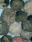 3lb Lot 10 Oregon Thundereggs     Ochocos Rough Lapidary Jasper Moss Agate Geode