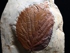 Huge Leaf Fossil  Morton Co   Montana