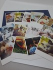 Lot Of 64 Photo Cat Polaroid Style Paper Cards 3 5  X  4 25 