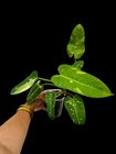 Stunning Philodendron Jose Buono Variegated Plant