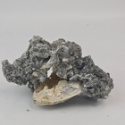 Ruck s Pit Calcite Clam Fossil - Mercenaria Permagna - Ft  Drum  Florida