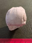 Fossil Echinoid  Wareham  Dorset  Cretaceous  Uk  Free Postage 