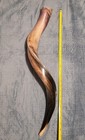 Shofar Sale For 29  Kudu Yemenite Horn Kosher All Polished Chofar Clear Sound